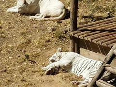 -石家庄市动物园