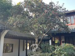 -秋霞圃