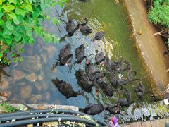 -长白岛森林公园