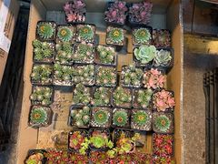 -双季花艺园艺市场(浦东店)