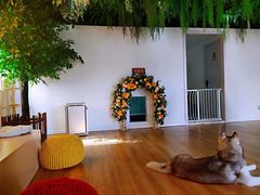 -Husky Go! 哈士奇体验馆·宠物咖啡厅狗咖