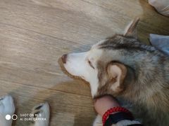 -Husky Go! 哈士奇体验馆·宠物咖啡厅狗咖