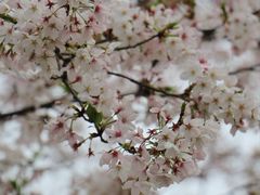 -西北湖绿化广场