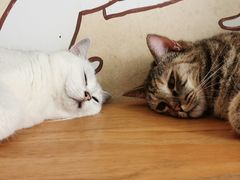 -是阿柴呀！柴犬咖啡·爱喵喵猫咖