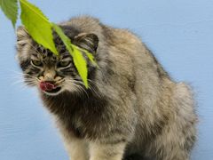 -青藏高原野生动物园