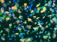 -珠海长隆海洋王国