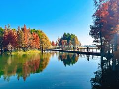 -贡湖湾湿地公园