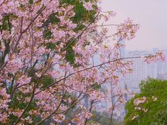 -金鸡山公园