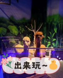 -未来动物城动物主题公园(大悦城店)