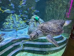 -三亚亚特兰蒂斯度假区