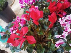 -金陵花卉交易市场