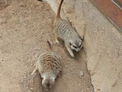 -西霞口神雕山野生动物世界