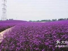 -紫颐香薰山谷景区