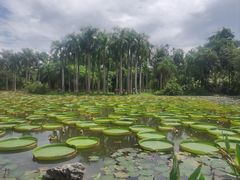-中国科学院西双版纳热带植物园