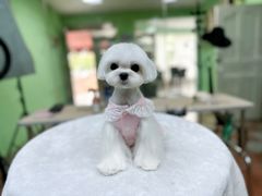 -鑫艺宠物美容培训学校