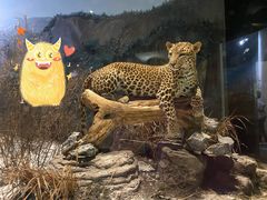 -陕西自然博物馆