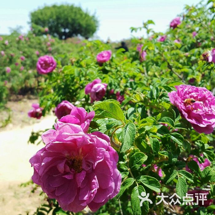 阜平玫瑰谷自然风景区图片