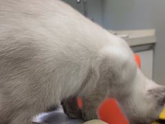 -伟伟宠物医院·瑞派猫友好医院·猫科(光谷店)