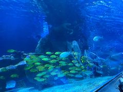 -太平洋海底世界