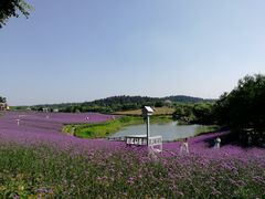 -大塘金香草谷