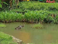 -呀诺达热带雨林