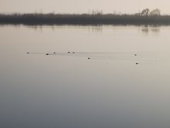 -合肥滨湖国家森林公园