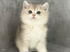 -小猫来了·猫舍(红山六九七九店)