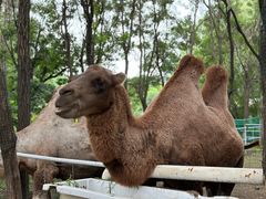 -长白岛森林公园