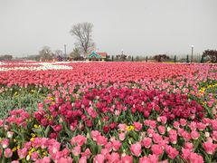 -荷兰花海