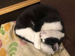 -猫的天空之城概念书店(杭州南宋御街店)