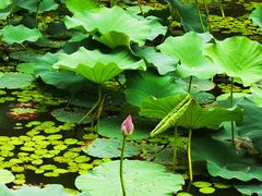 -长白岛森林公园