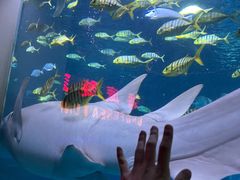 -太平洋海底世界