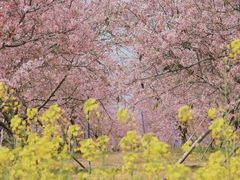 -天适樱花悠乐园