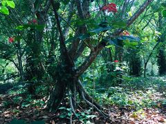 -中国科学院西双版纳热带植物园