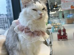 -怪兽屋·羊驼·猫咖·狗咖(俊华广场店)