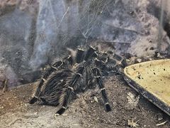 -上海大自然野生昆虫馆(东方明珠·爬宠昆虫探索中心)