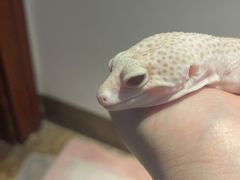 -爱诺耐芙动物医院(万博店)