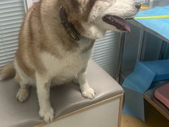 -瑞派·关忠动物医院·猫专科·犬专科(三环新城店)