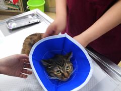 -瑞派·关忠动物医院·异宠专科·犬猫肿瘤·皮肤专科(望京店)