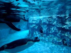 -帝企鹅自助餐厅•儿童岛•真企鹅(长隆企鹅酒店)