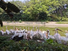 -广州长隆飞鸟乐园
