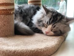 -飞行喵MR PILOT|猫舍·猫咖(静安大融城店)