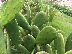 -广东惠东海龟国家级自然保护区