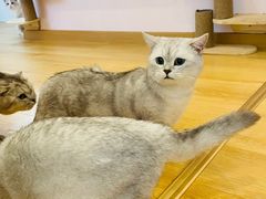 -猫咪派对(江南西店)
