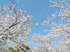 -顾村公园