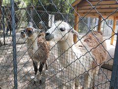 -长白岛森林公园