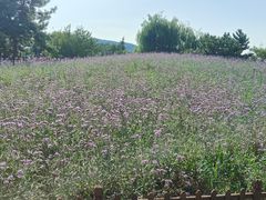 -羊亭河湿地公园