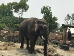 -上海野生动物园老虎餐厅