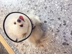 -萌兽医馆·绝育·24小时内科·宠物医院(德胜店)