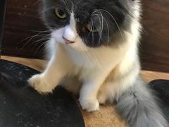 -李小姐の猫咖啡馆(五角场店)